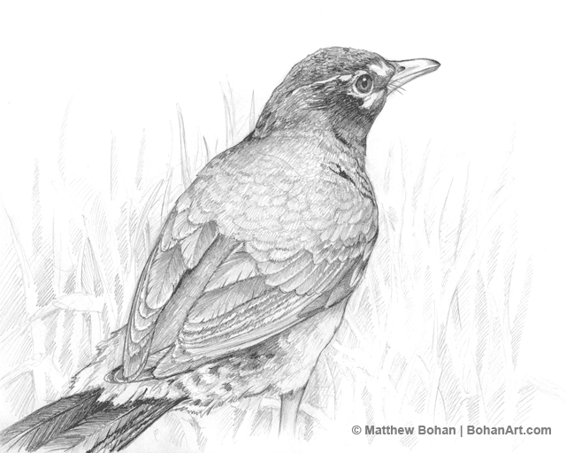 robin bird sketch