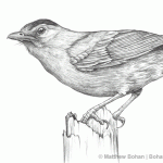 Downy Woodpecker Pencil Sketch « Bohan Art