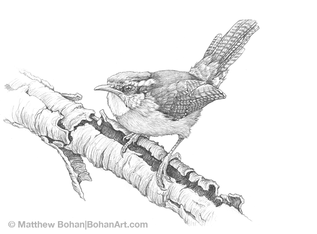 Carolina Wren Pencil Sketch « Bohan Art