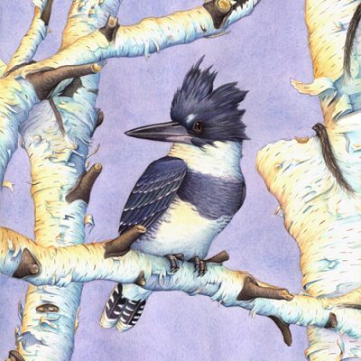 Birch Perch (Belted Kingfisher 10x14 in Transparent watercolor on W&N 140lb NCP Paper)