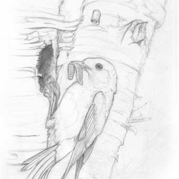 Bluebird Sketch