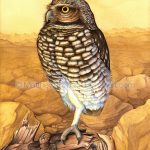 Burrowing Owl (10x14 inch Transparent Watercolor)