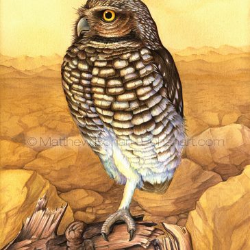 Burrowing Owl Transparent Watercolor