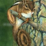 Eastern Chipmunk (7x10 inch Transparent Watercolor) Private Collection