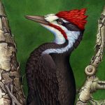 Pileated Woodpecker (10x14in Transparent Watercolor)