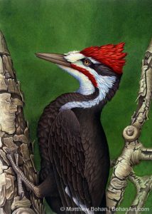 Pileated Woodpecker (10x14in Transparent Watercolor)