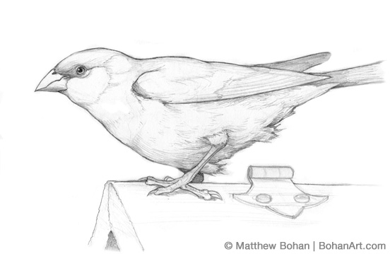 Brown-headed Cowbird Sketch