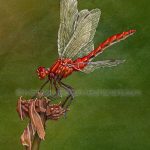 Ruby Meadowhawk (5x7 inch Transparent Watercolor) Original Available.