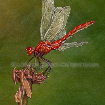 Ruby Meadowhawk Dragonfly Step-by-step