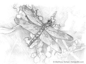 Calico Pennant Dragonfly Sketch