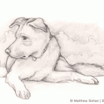Lab/Chow Mixed-Breed Dog Sketch