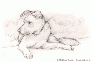 Lab/Chow Mixed-Breed Dog Sketch