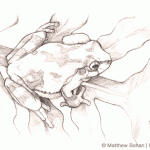 Gray Treefrog Sketch