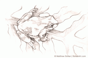 Gray Treefrog Sketch