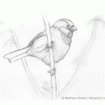 House Sparrow Sketch