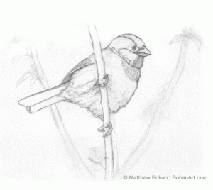 House Sparrow Sketch