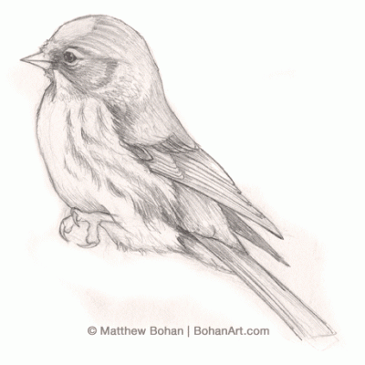 Common Redpoll Sketch