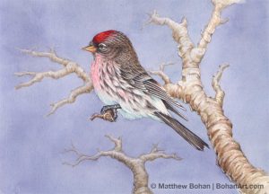 Common Redpoll (5x7in Transparent Watercolor)