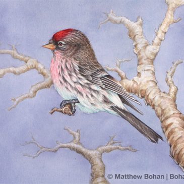 Common Redpoll Watercolor Step-by-Step