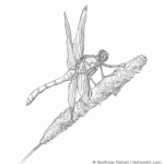 Eastern Pondhawk Dragonfly Sketch