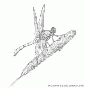 Eastern Pondhawk Dragonfly Sketch