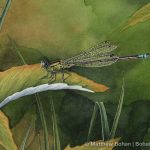 Male Eastern Forktail Damselfly Male (5x7in Transparent Watercolor)