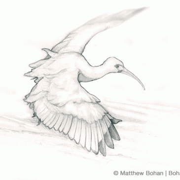 White Ibis in Flight Pencil Sketch