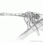 Blue Dasher Dragonfly Pencil Sketch