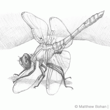 Dot-tailed Whiteface Dragonfly Pencil Sketch