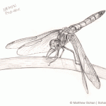 Eastern Pondhawk Dragonfly Pencil Sketch