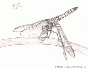 Eastern Pondhawk Dragonfly Pencil Sketch