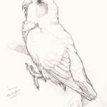 Love Bird Pencil Sketch