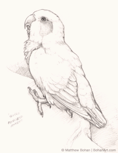 Love Bird Pencil Sketch