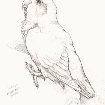 Peach-faced Love Bird Pencil Sketch