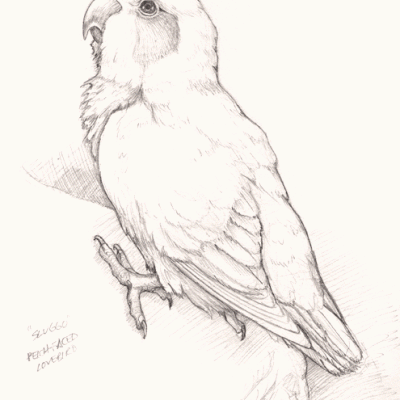 "Sluggo" Love Bird Pencil Sketch