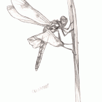 Calico Pennant Dragonfly Pencil Sketch