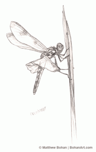 Calico Pennant Dragonfly Pencil Sketch