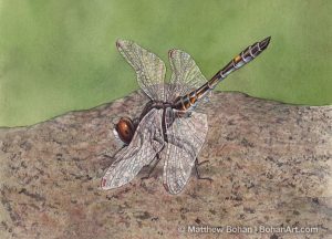 Dot-tailed Whiteface Dragonfly (5x7 in Transparent Watercolor)