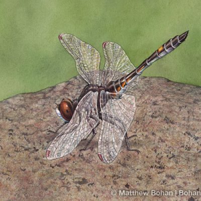 Dot-tailed Whiteface Dragonfly (5x7 in  Transparent Watercolor)