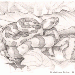 Timber Rattlesnake Pencil Sketch