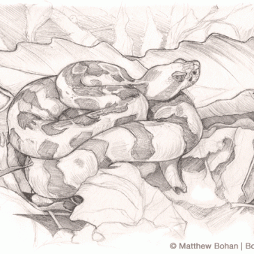 Tennessee Timber Rattlesnake Sketch