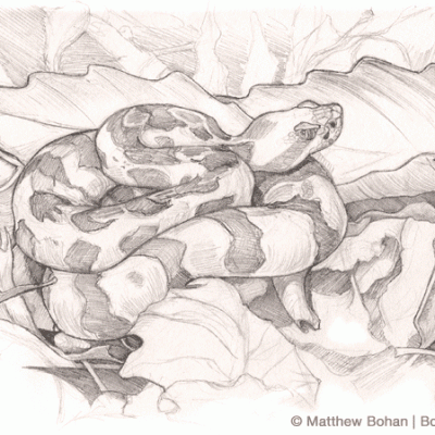Timber Rattlesnake Pencil Sketch