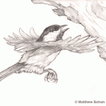 Black-capped Chickadee Pencil Sketch
