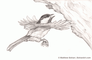 Black-capped Chickadee Pencil Sketch