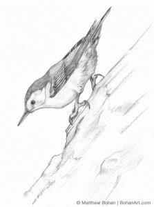White-breasted Nuthatch Pencil Sketch