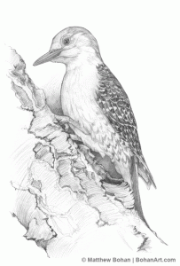 Red-bellied Woodpecker Pencil Sketch