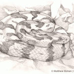 Tennessee Timber Rattler Pencil Sketch #2