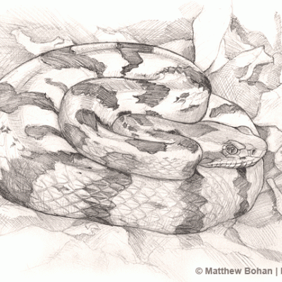 Tennessee Timber Rattler Pencil Sketch #2