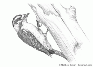 Downy Woodpecker Pencil Sketch