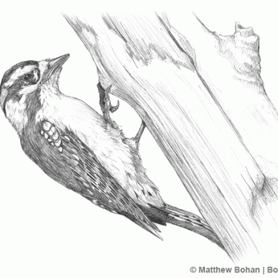 Downy Woodpecker Pencil Sketch